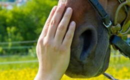 Therapeutisches Reiten